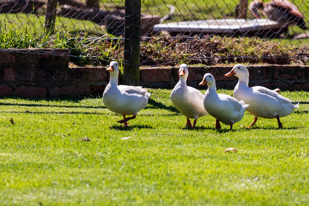 a group of ducks walking across a lush green field