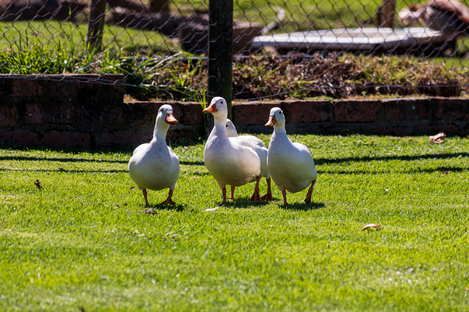 Raising Ducks vs. Chickens: Which Bird Belongs on Your Homestead?