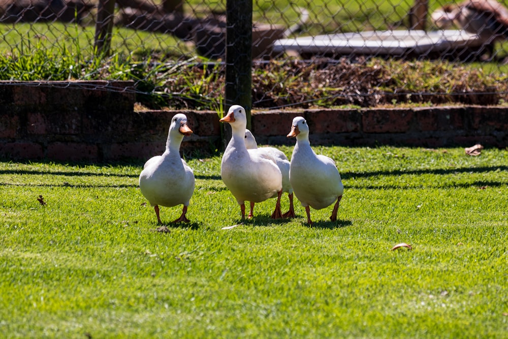 a group of ducks standing on top of a lush green field