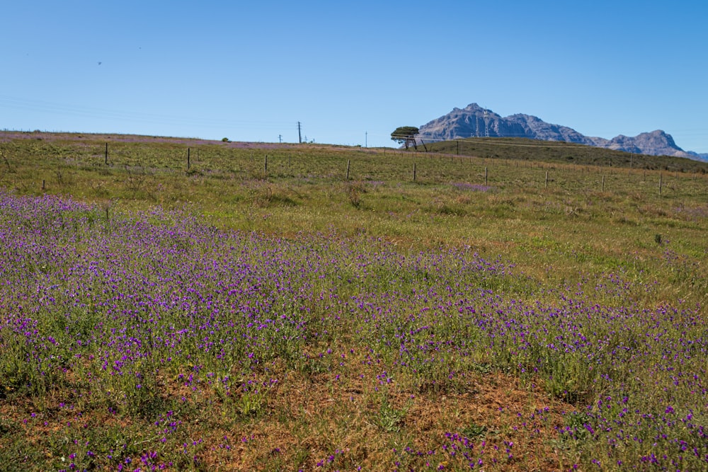 a field of purple flowers with a mountain in the background