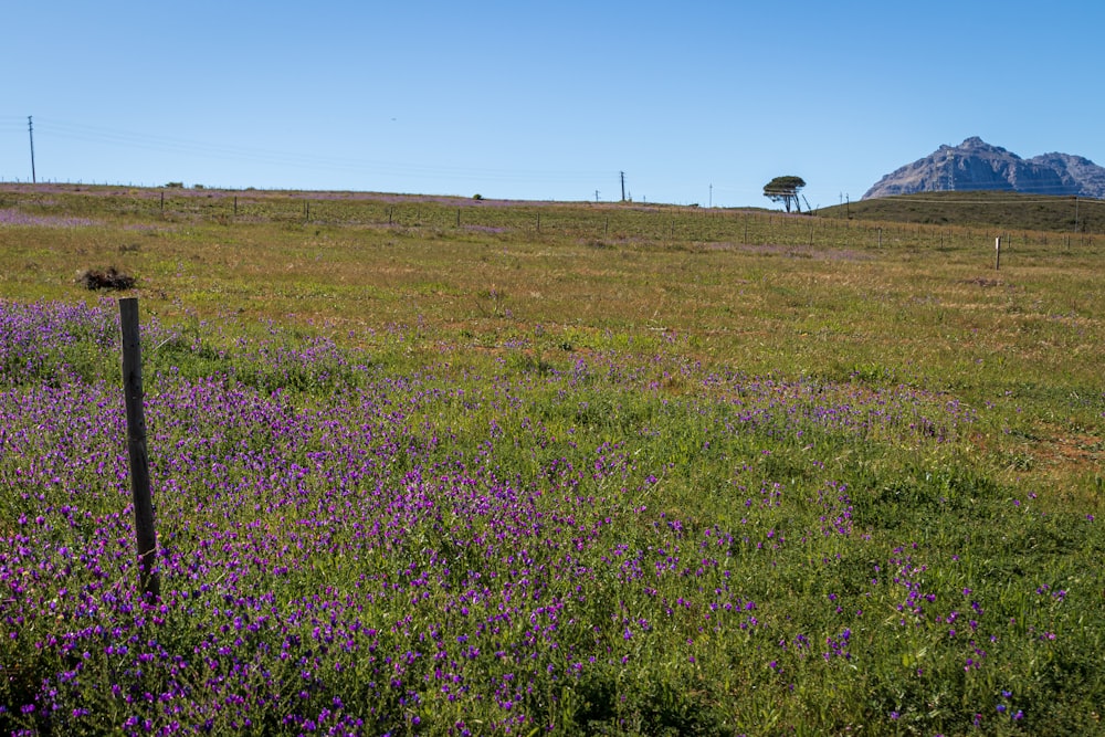 a field of purple flowers with a mountain in the background
