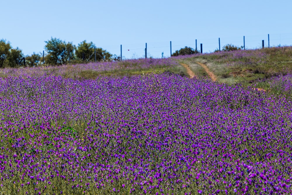 a field of purple flowers with a dirt road in the background