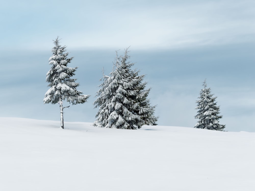 a couple of trees that are in the snow