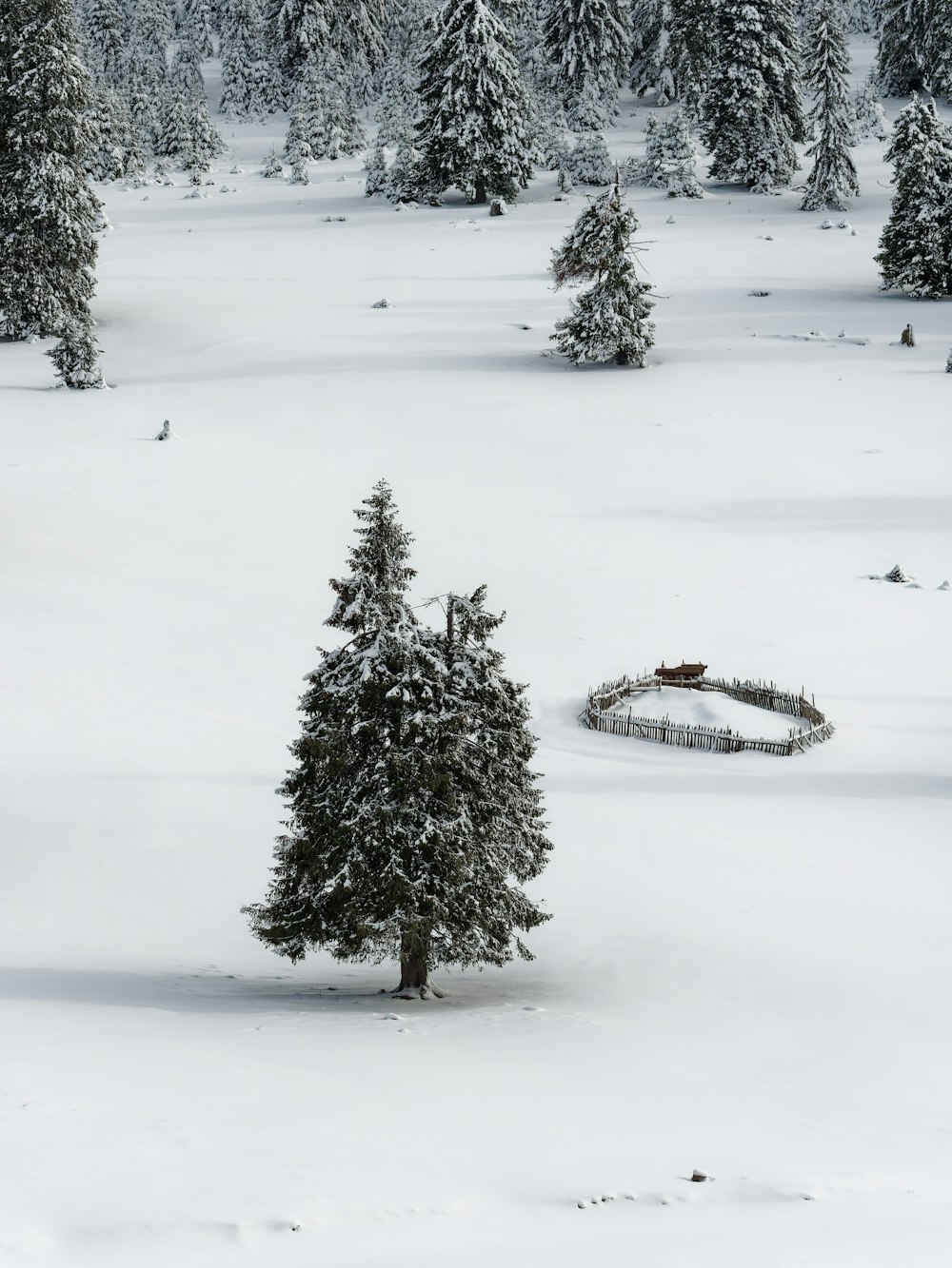 a snow covered field with trees and a circular object in the middle