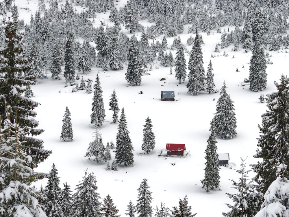 uma floresta coberta de neve com uma cabana vermelha no meio dela