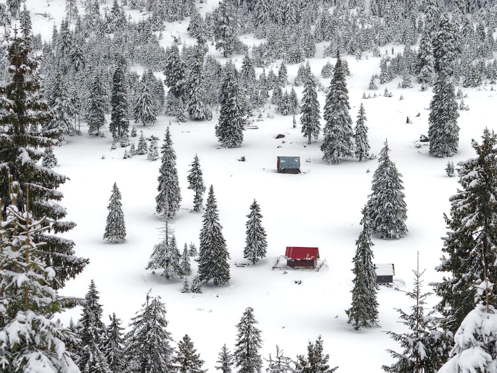 a snow covered forest with a red cabin in the middle of it