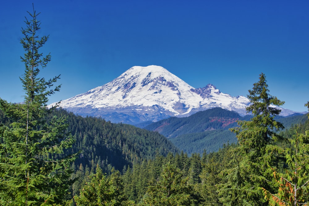 a snow covered mountain towering over a forest