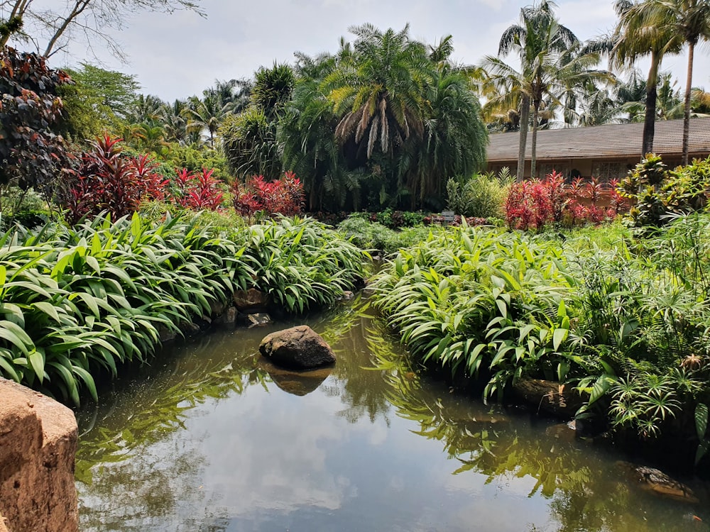 a pond surrounded by lush vegetation and palm trees
