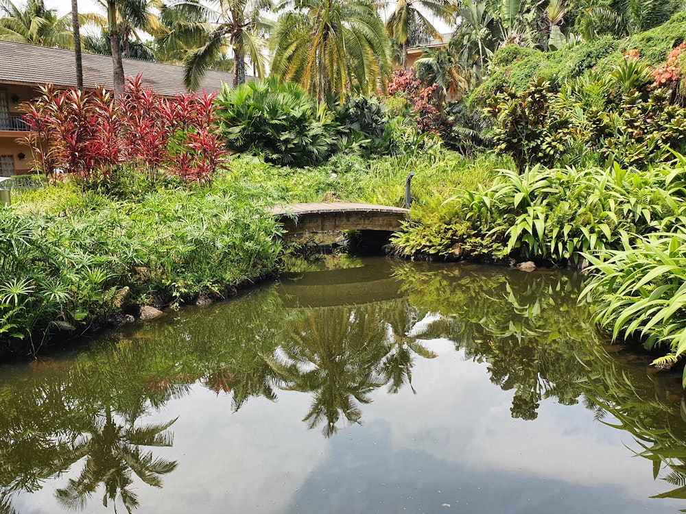 a pond surrounded by lush green plants and trees