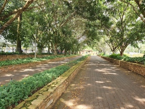 a paved road with trees lining both sides of it