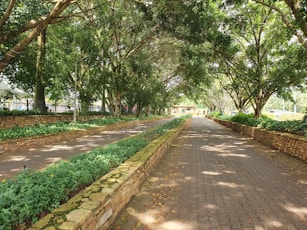 a paved road with trees lining both sides of it