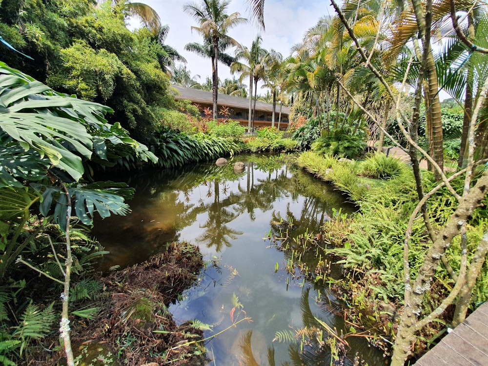 a river running through a lush green forest