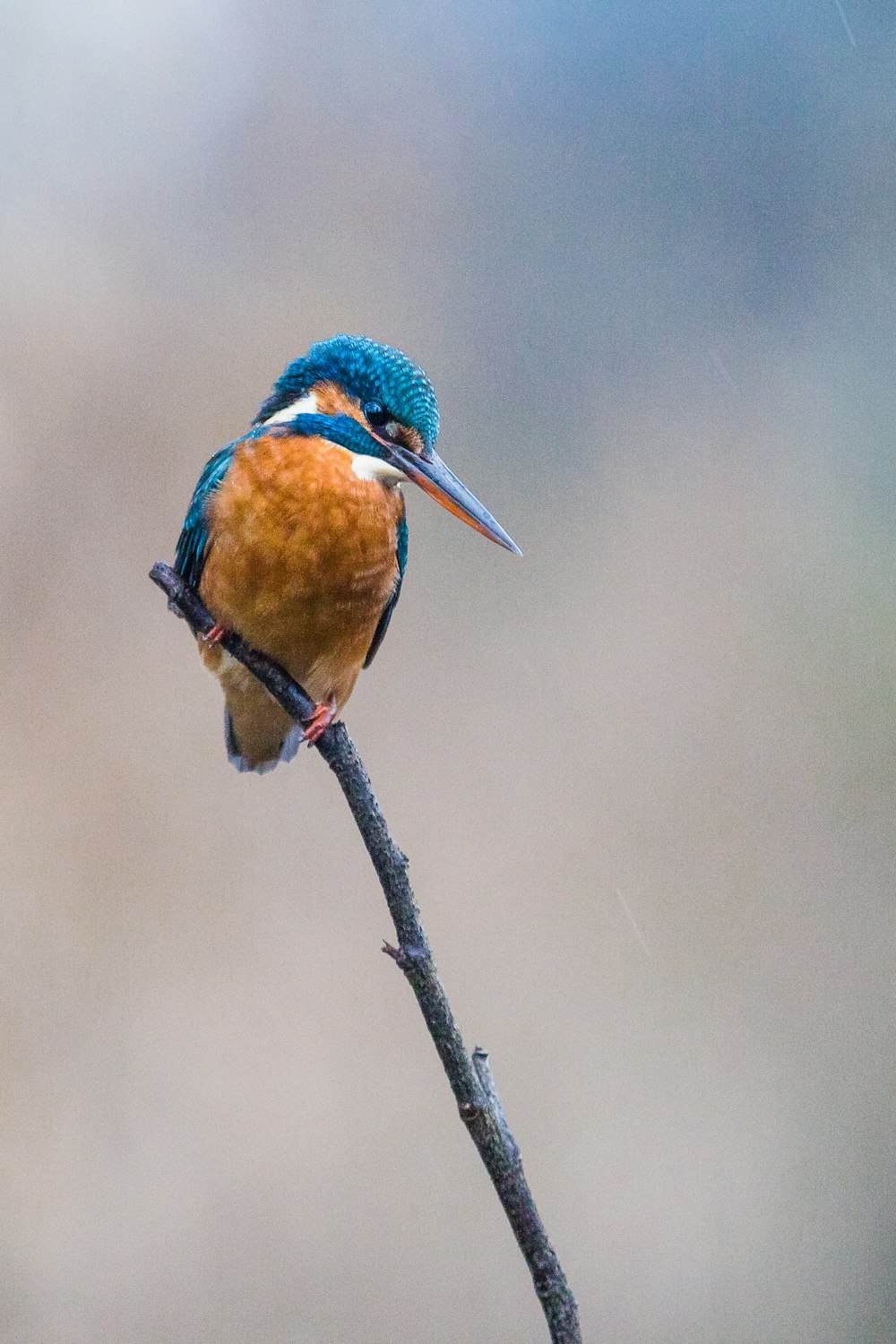 Un oiseau coloré assis au sommet d’une branche d’arbre