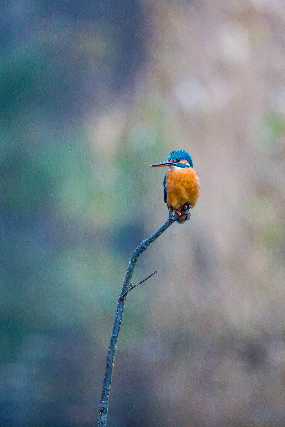 a small blue and orange bird sitting on a twig