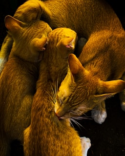 A group of three orange cats is seen close together, with one cat appearing to groom another. The cats' fur is well-lit, showing fine details and textures. They seem to be in a cozy and intimate setting with minimal background distractions, possibly resting on a dark surface.