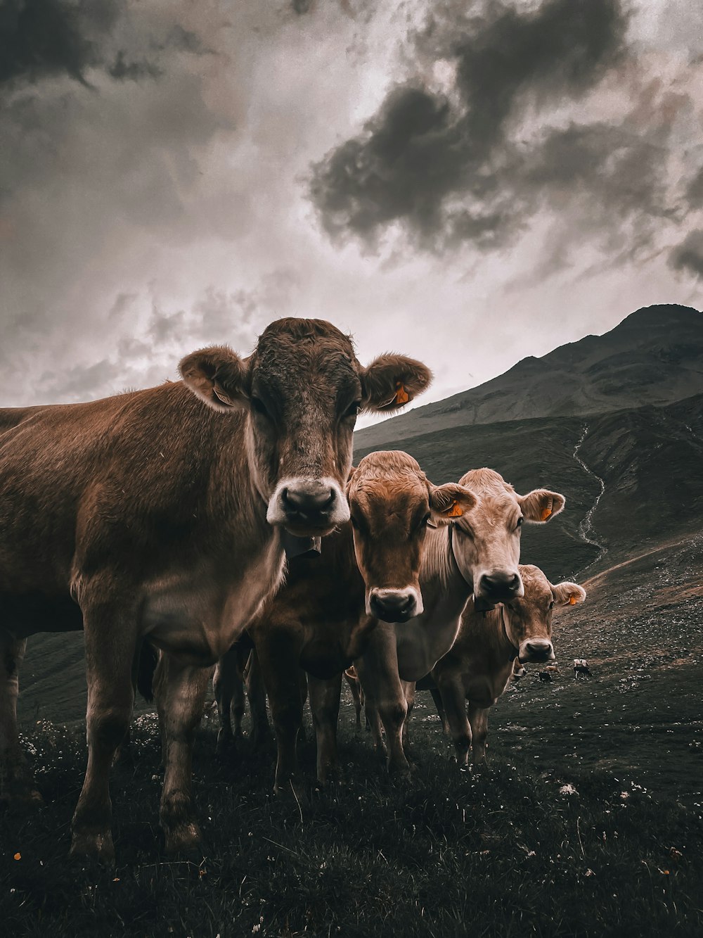 a group of cows standing on top of a grass covered field