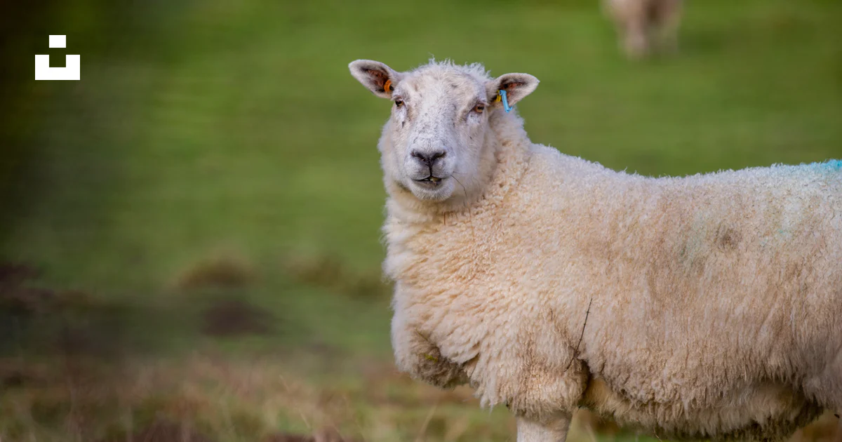 Another Sheep A sheep standing in a grassy field with another sheep in the background ...