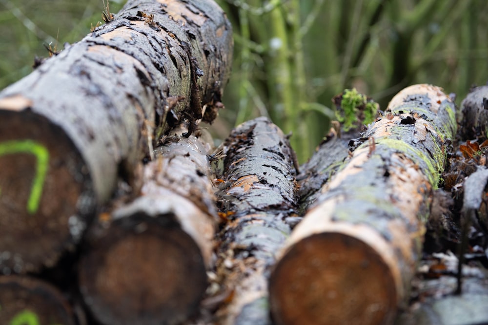 a close up of a pile of logs in a forest