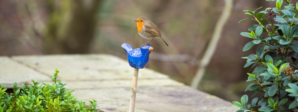 um pequeno pássaro sentado em cima de uma vara de madeira