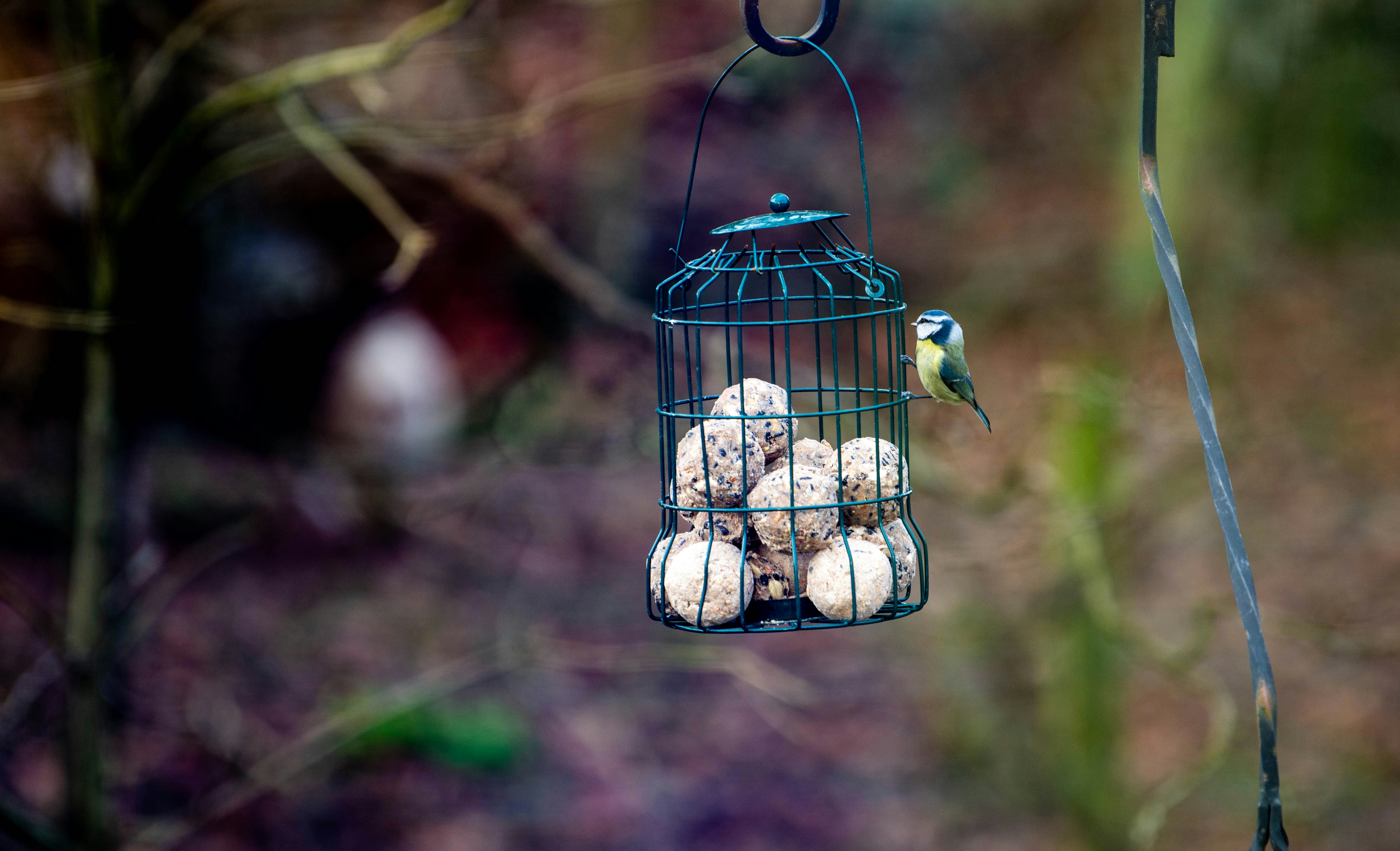 Photo by maplerockdesign