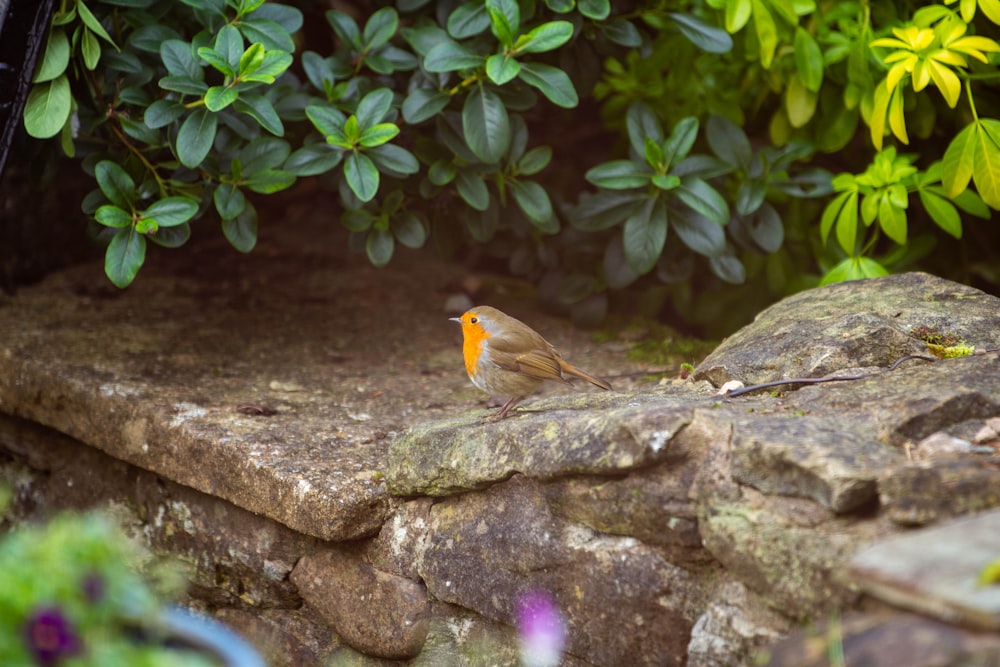 um pequeno pássaro está sentado em uma rocha