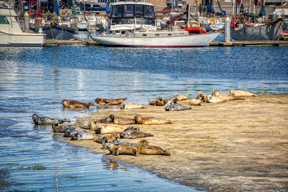 a group of sea lions resting on the shore of a harbor