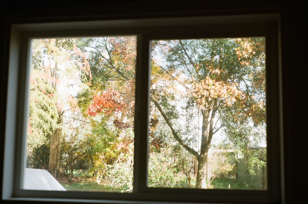 a window with a view of trees outside