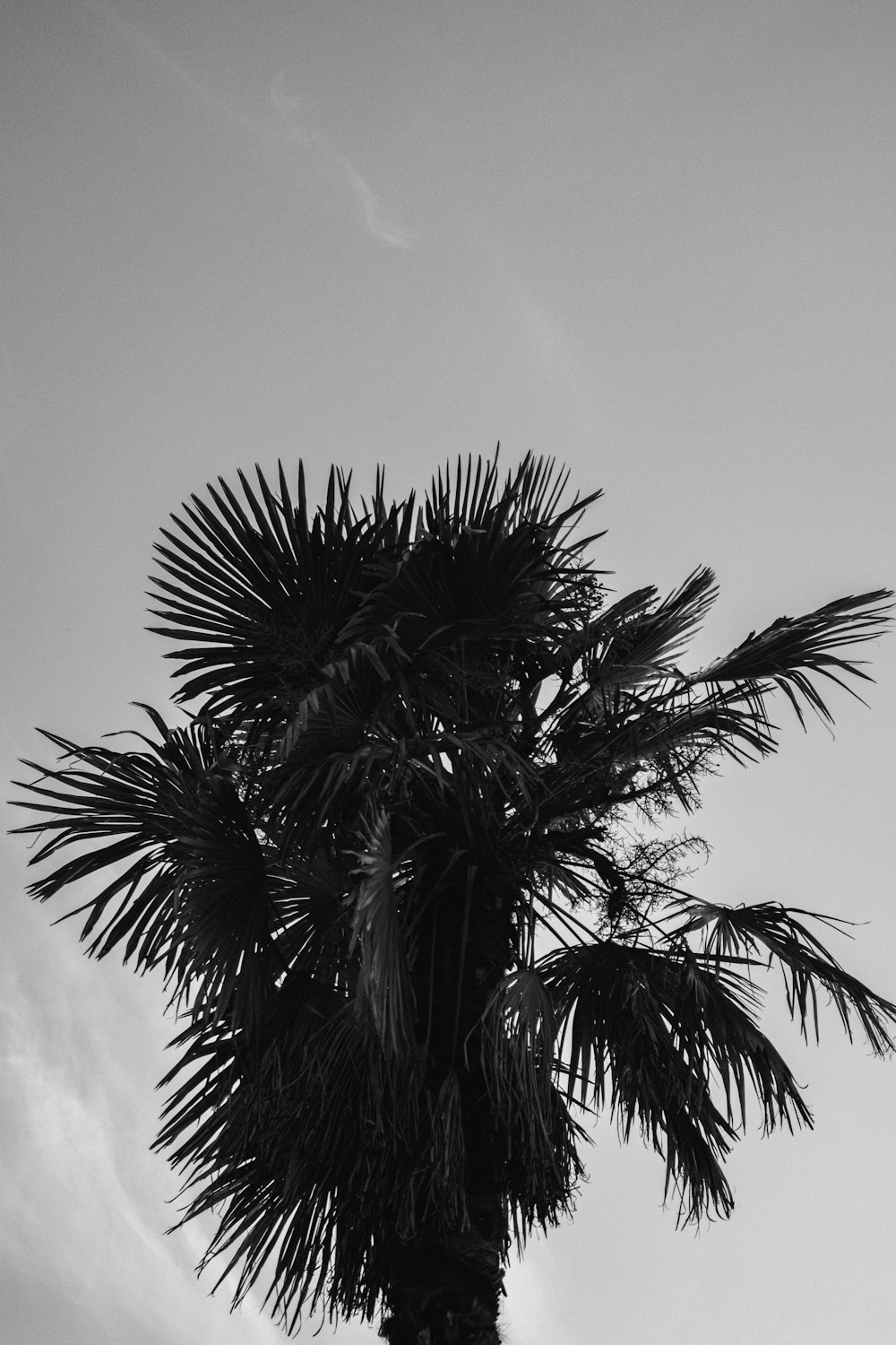 a black and white photo of a palm tree