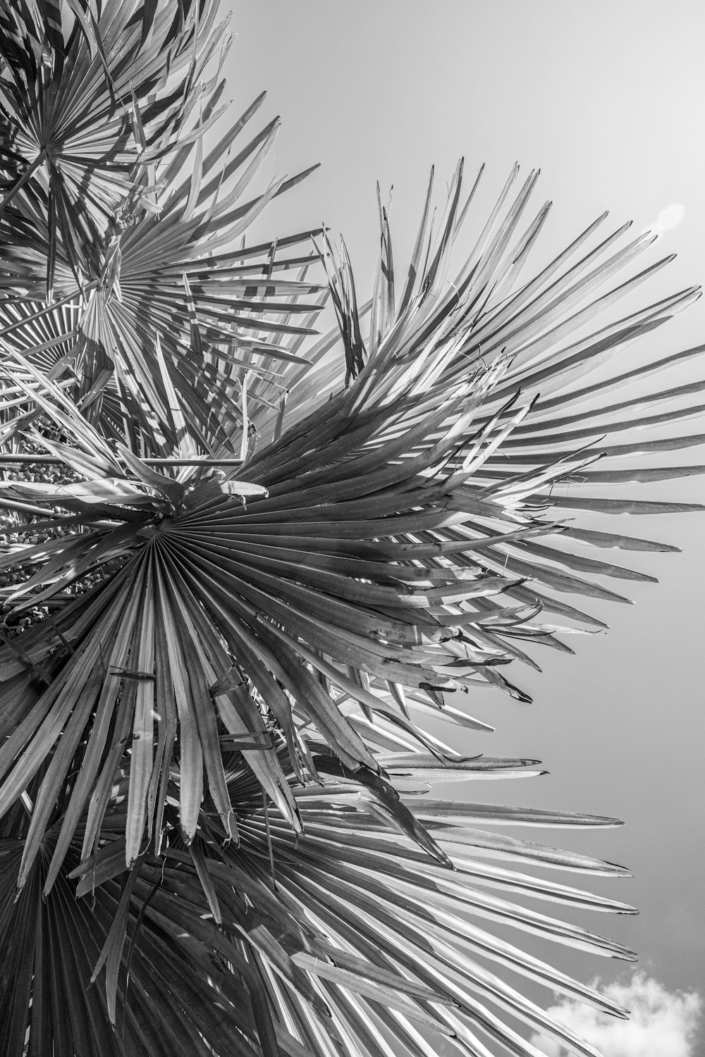 a black and white photo of a palm tree