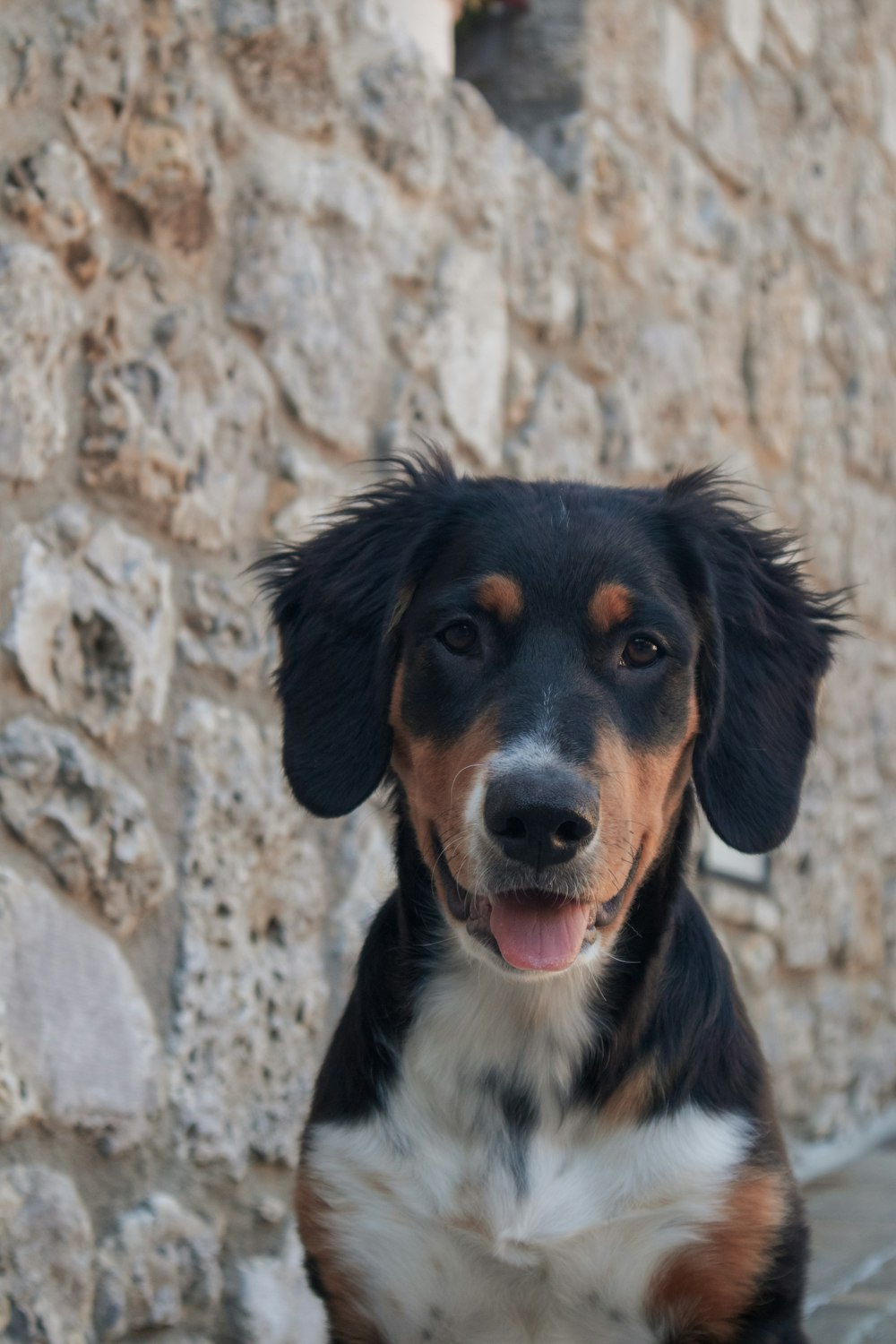 a dog sitting in front of a stone wall