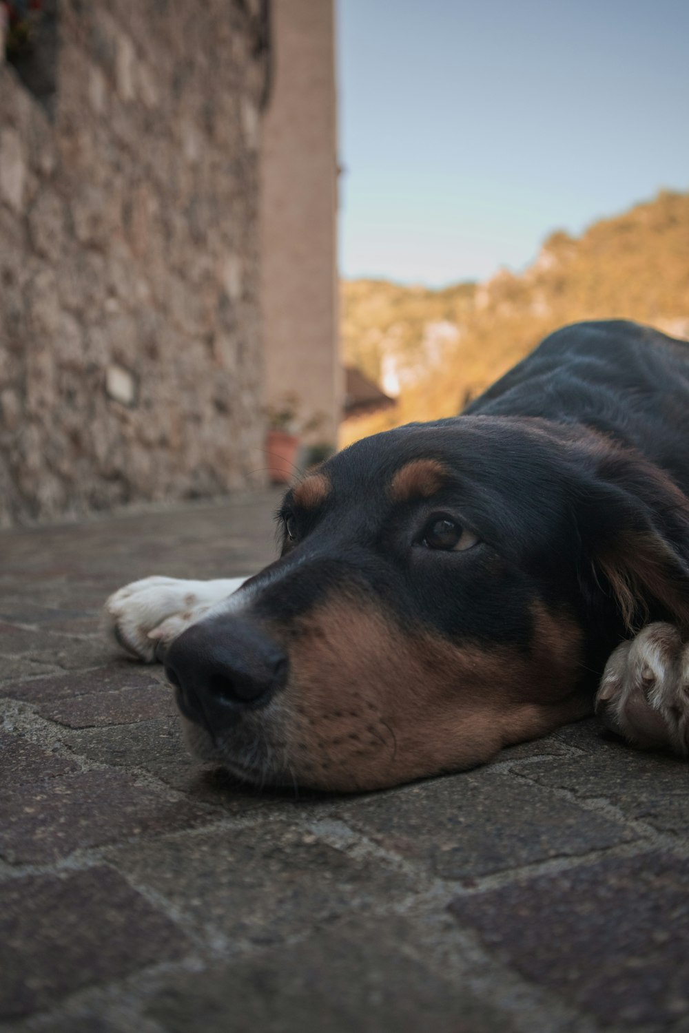 a dog laying on the ground next to a building