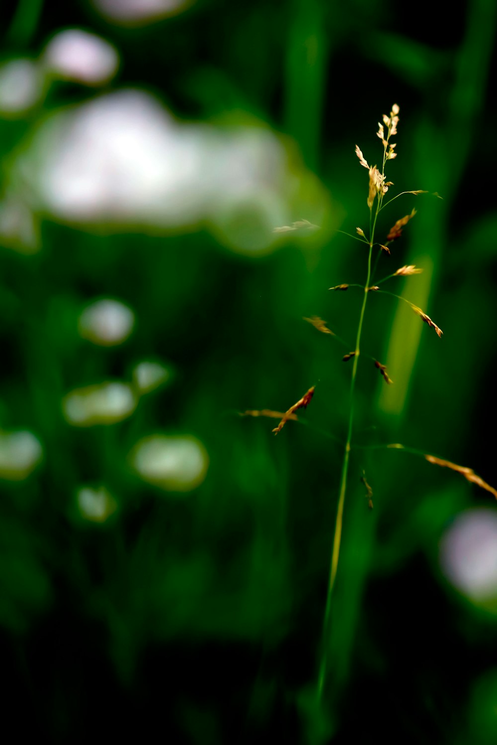 a close up of a plant with water drops on it