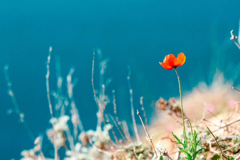 a single orange flower sitting on top of a grass covered hillside