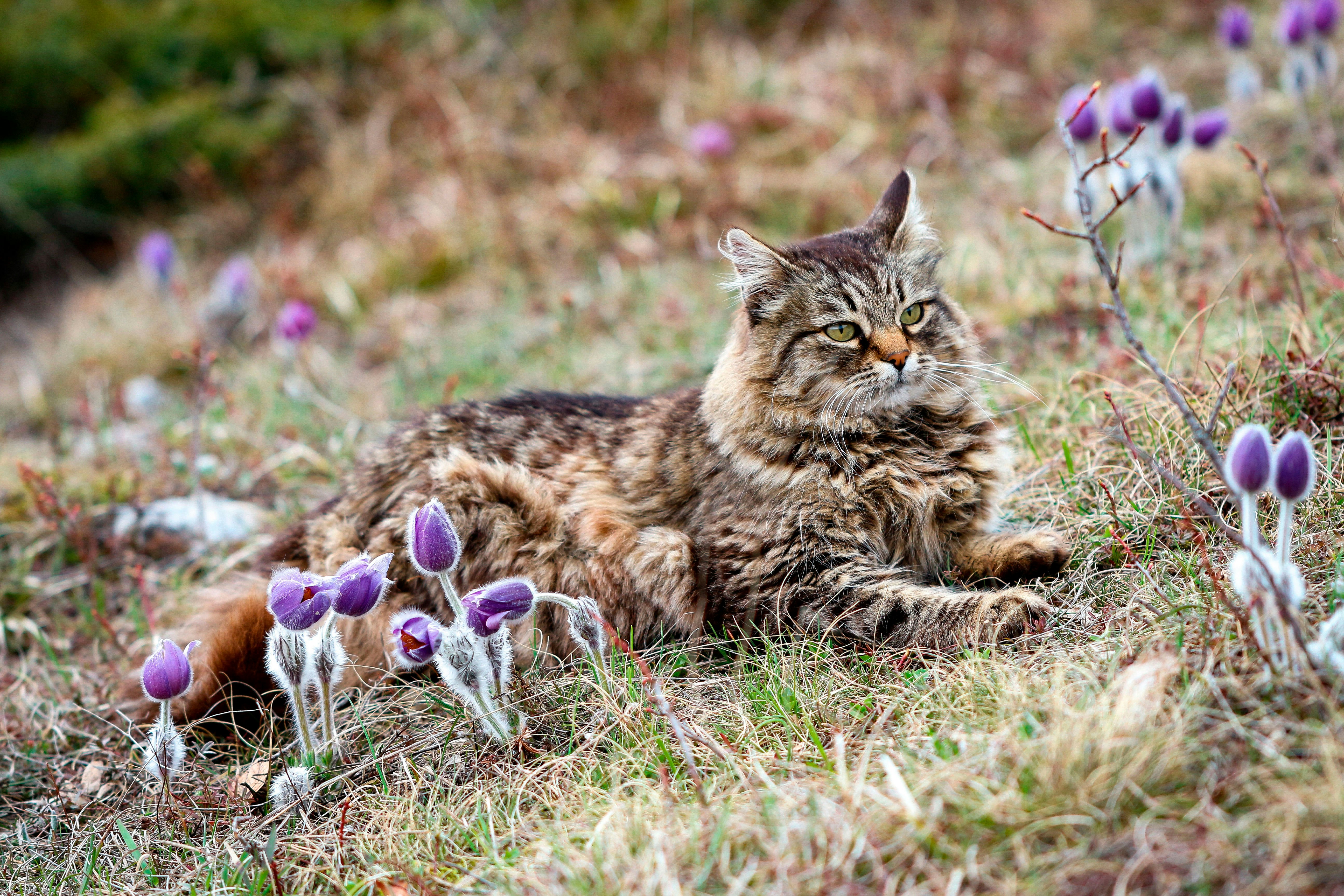 a cat laying in the grass with purple flowers