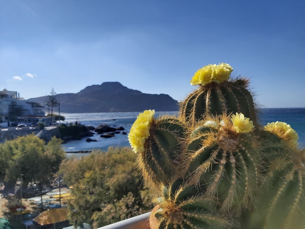 a cactus with yellow flowers in front of the ocean