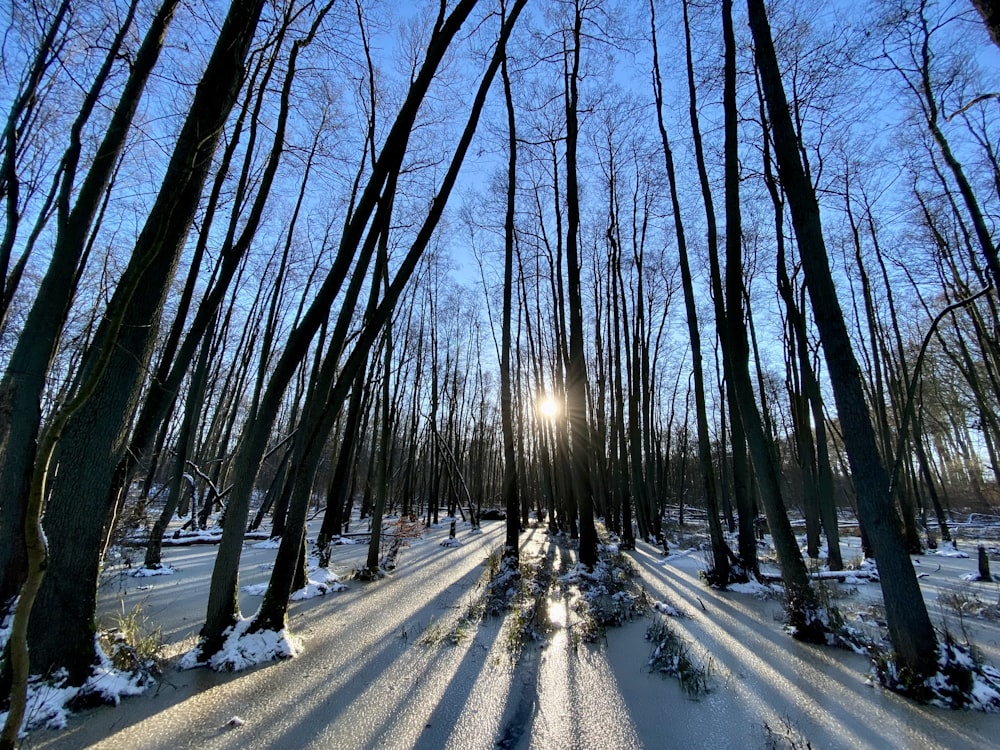 Il sole splende tra gli alberi in una foresta innevata