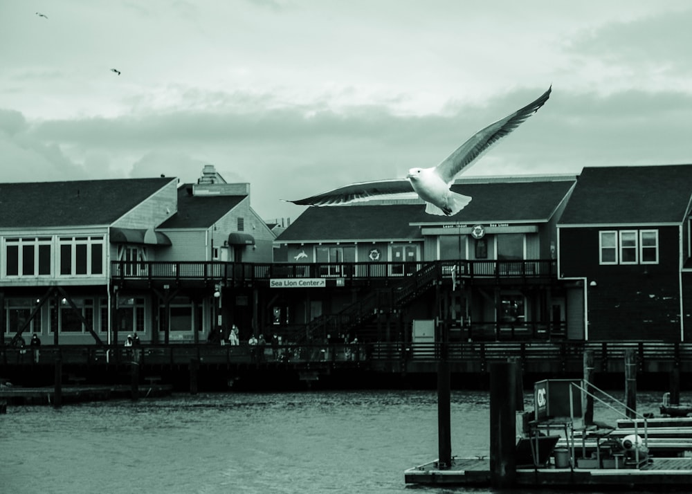 a seagull flying over a body of water