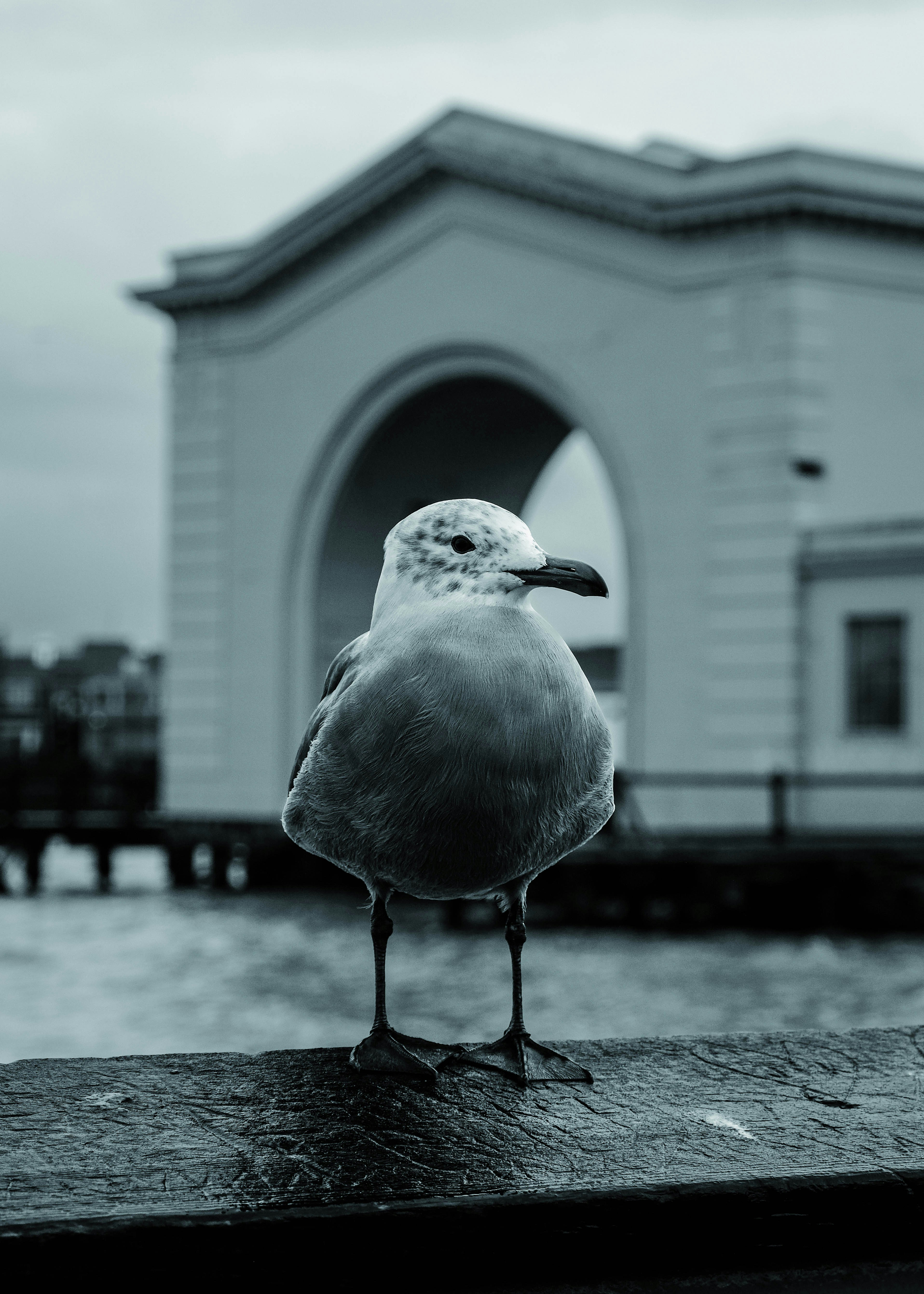 a seagull standing on a ledge in front of a building