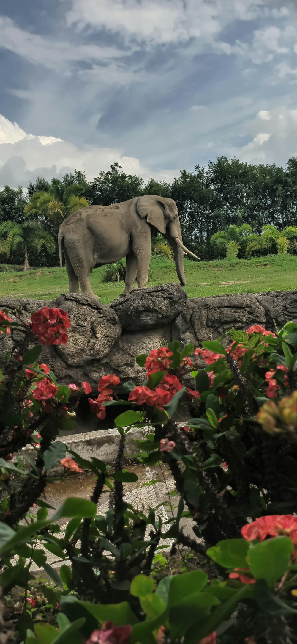 a large elephant standing on top of a lush green field