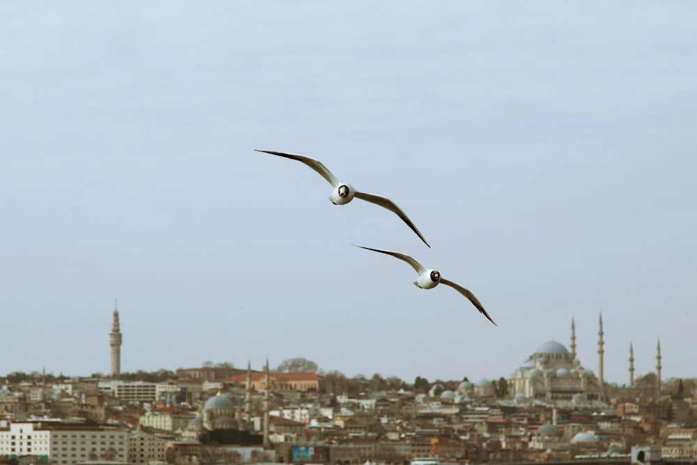 a couple of birds flying over a city