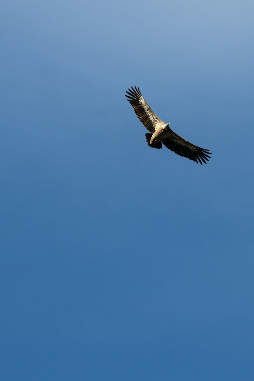 a bird flying in the sky