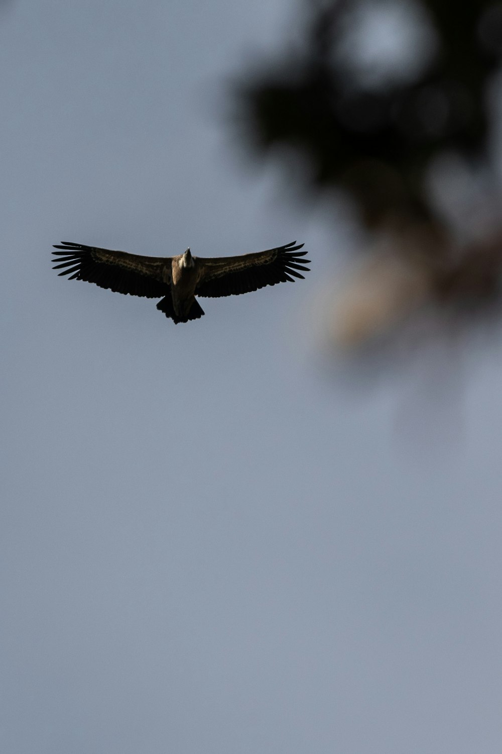 a bird flying in the sky