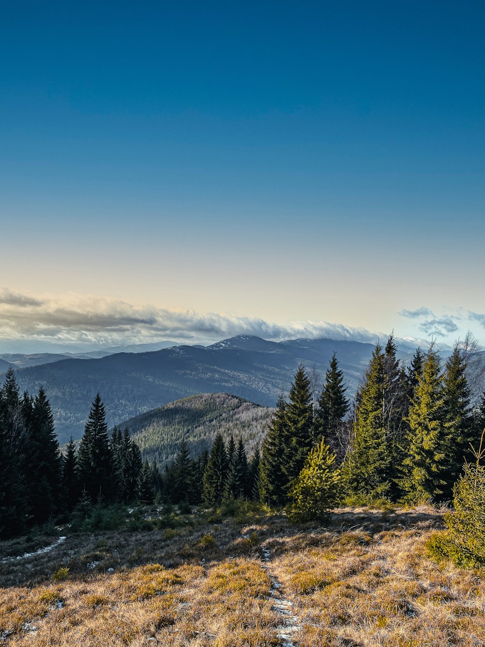 a view of the mountains and trees from the top of a hill