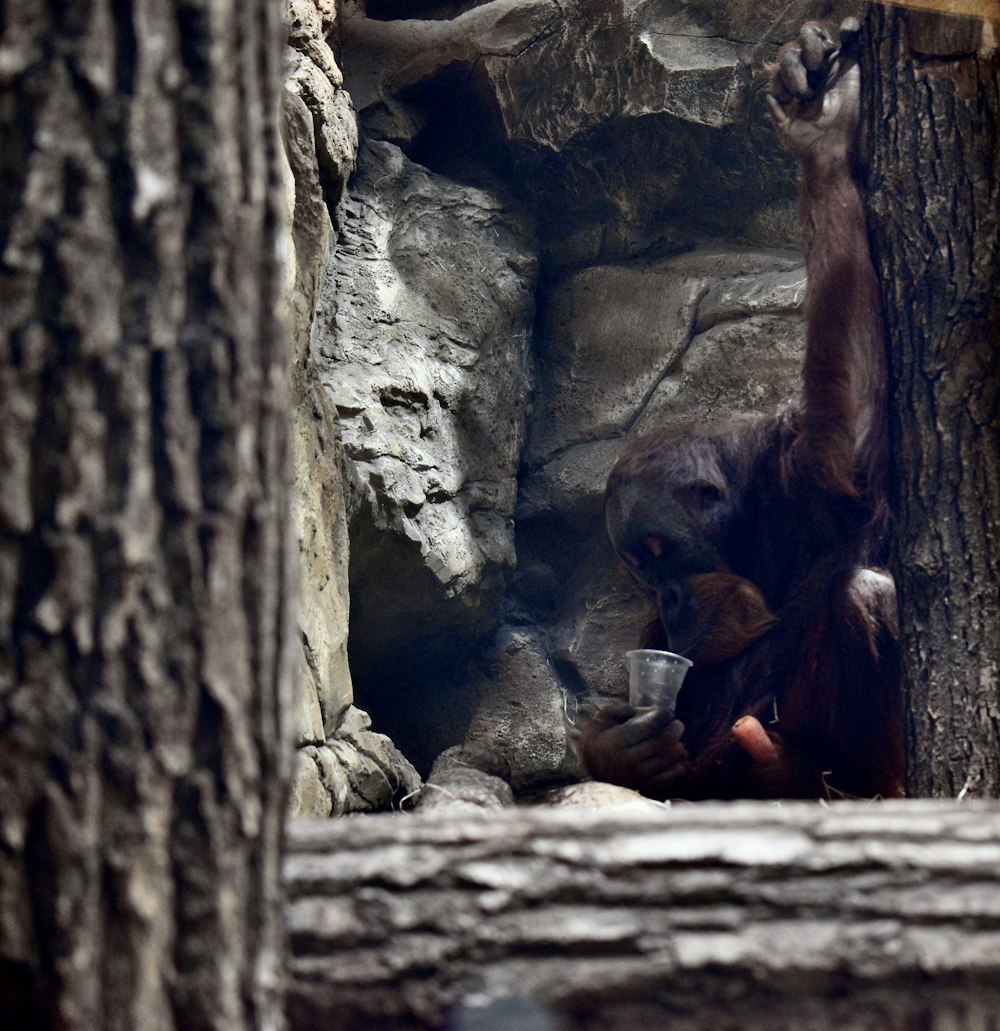 a bear that is standing up in a tree