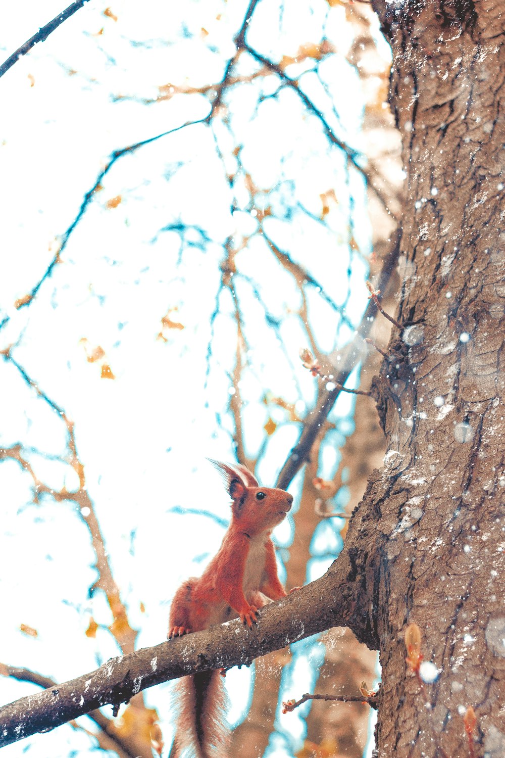 a squirrel is sitting on a tree branch