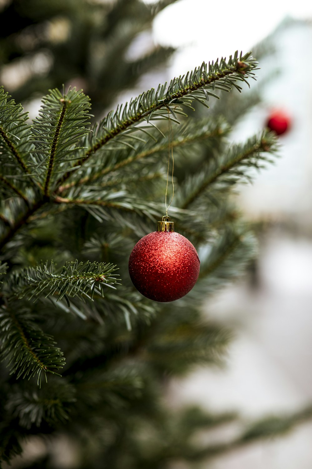 a close up of a fruit tree