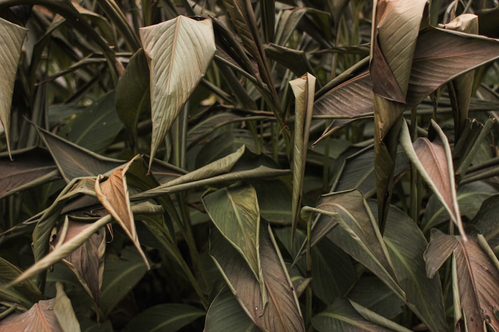 a close up of a bunch of leaves on a plant