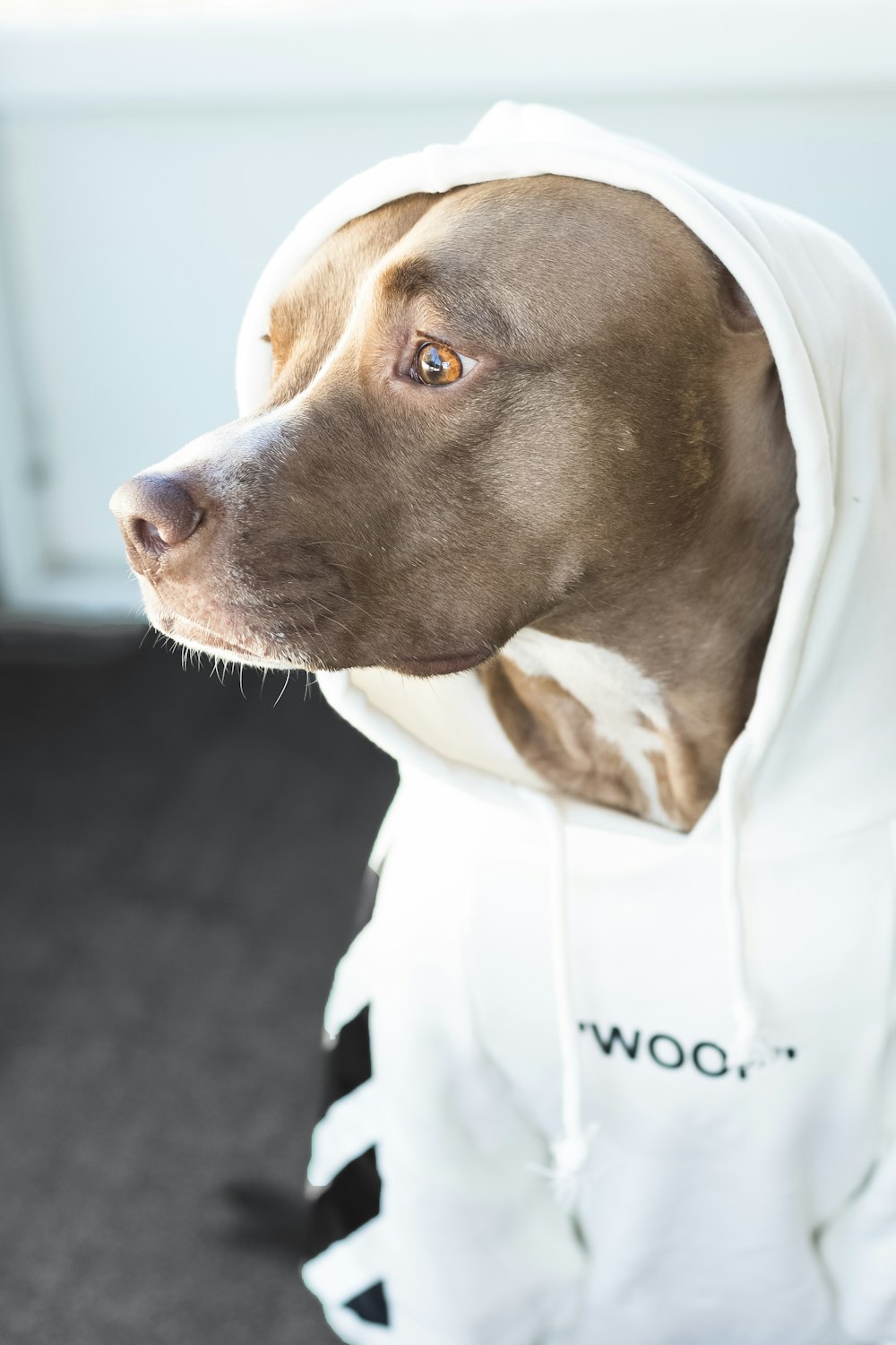 a brown dog wearing a white hoodie