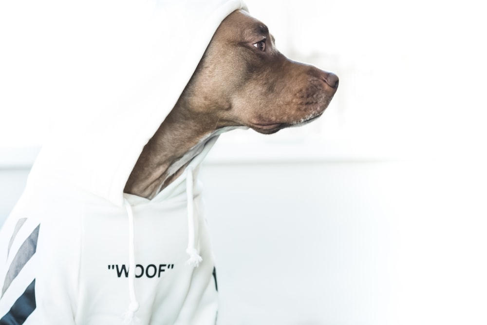 a dog wearing a white hoodie with a black and white stripe