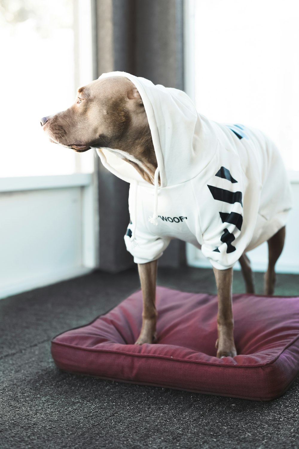 a dog wearing a hoodie standing on a pillow